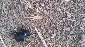 Какой красавчик в сапожках