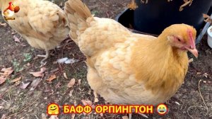 Куры Бафф Орпингтон ласковые золотые несушки❣️🤗😂 (144)