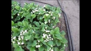 Клубника СОЛНЕЧНАЯ ПОЛЯНКА