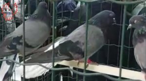 Цена = породность ?!