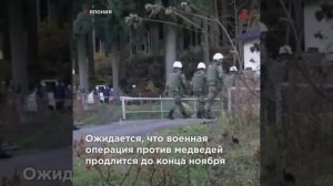 Эпидемия медведей-людоедов: армия Японии борется с хищниками, а жителям продают бункеры