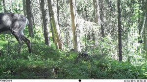 Югыд ва, лось