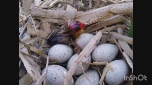 Вылупление птенца. Как выглядит птенец лысухи.