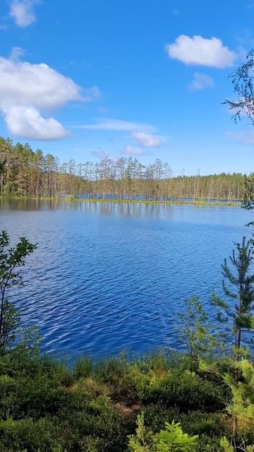 Карелия 2025. Озеро Сариярви (Светлое). Июль 2025г (Часть 6) смотреть онлайн