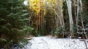 Осень. Природа Архангельская область