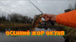 Осенний жор окуня. ПОКЛЕВКИ на каждом забросе!!!!!!!!!