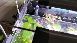 Аквариумания VLOG серия 4. Аквариумистика: покупаем рыбок, про фильтры, чистку и остальное.