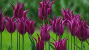 Сиречь - С Днём Рождения, Мамочка родная !  ( Музыкальный подарок Маме на День Рождения от дочерей )