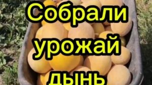 Собрали урожай дынь.