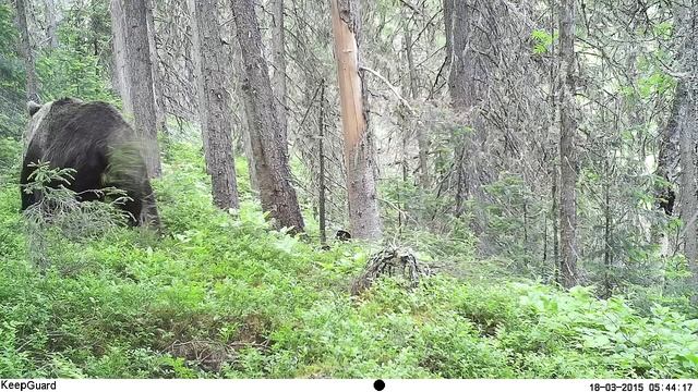 Югыд ва, медведь