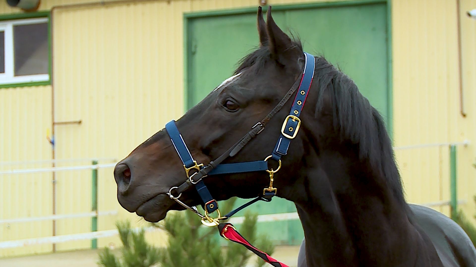 В Новоселицком округе активно развивается коневодство