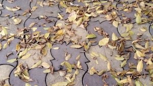 Осенний листопад.