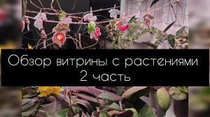обзор витрины с растениями 2часть