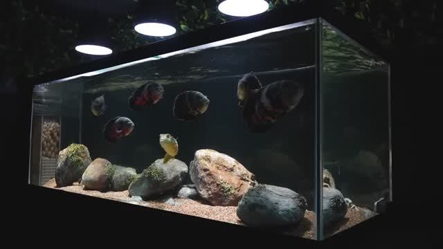 Канада: огромный аквариум с Тетраодоном и Астронотусами