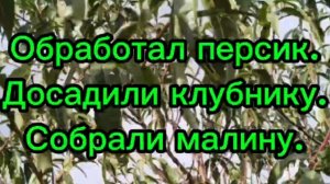Обработал персик.Досадили клубнику Собираем малину.