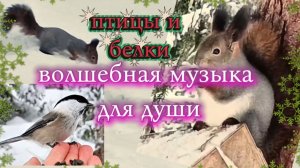ВОЛШЕБНАЯ СКРИПКА. Музыка для души.