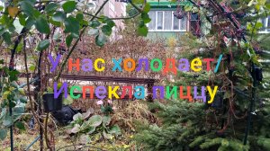 У нас холодает/ Испекла пиццу