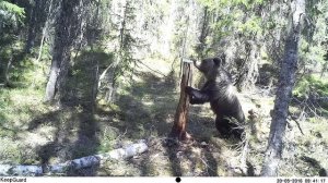 Югыд ва, медведь на солонце