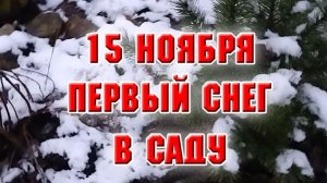 15 ноября. Первый снег в саду