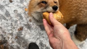 Лиса-Алиса. Блинов хватит на всех