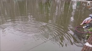 Форель предпочитает блесну, в качестве приманки. Обзор со спорт зоны. Клёвое место лосиный остров