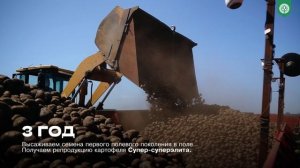 Какой путь проходит картофель до вашего стола?