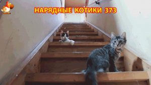 Нарядные Котики расслабляются на солнышке 🌞 🐈🐈🐈 (373)
