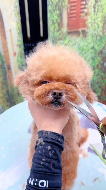 Стрижка в плюшевого мишку, #грумминг @89376532173