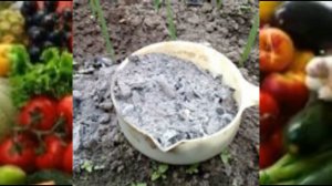 Зола. 7 причин полюбить золу огороднику.