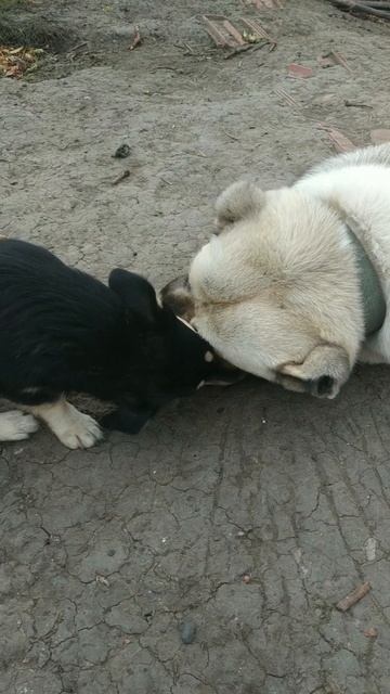 Миша и Зося