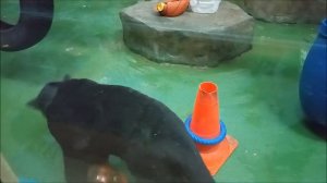 Ягуарчику Габриэлю хочется общения 13.11.2025