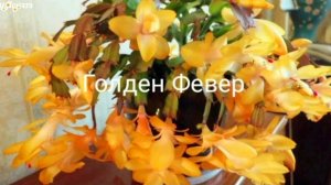 ОБИЛЬНОЕ ЦВЕТЕНИЕ ШЛЮМБЕРГЕРЫ. ЧЕМ ПОДКАРМЛИВАЮ