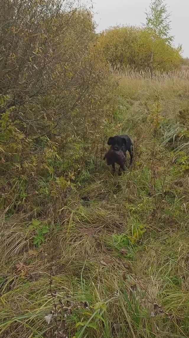 Дратхаар ловит бобра #shorts смотреть онлайн