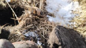 5 копеек "массон"