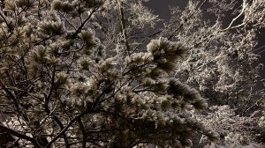 К вечерней звезде / An den Abendstern  слова Е. Кульман, музыка К. Рейнеке, Ор. 63, No 2