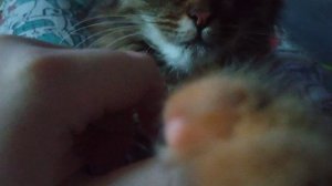 няшка на мне лежит