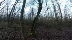 РГ Баян, поднял зайца