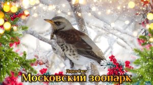 Скворец, птичка с сердечками. Черный дрозд. Дрозд-рябинник. Московский зоопарк. Осень 2025
