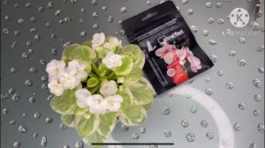 Выращивание пасынков на цветоносах. Эксперимент.