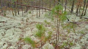 Сказочный лес первозданная порода.