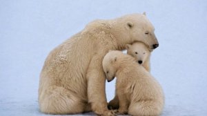 маме от Григория