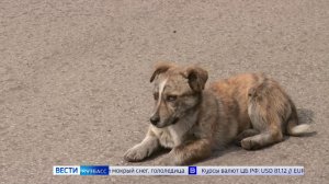 Ещё два региона Сибири планируют разрешить эвтаназию для бродячих собак