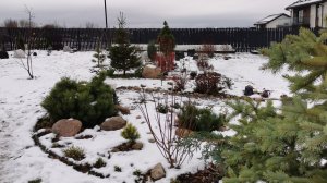 Как подготовила к зиме сад. 17.11.2025 восток Ленинградской области