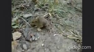 Нашествие мышей. Наполеон на страже своей территории.