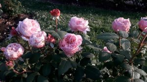 Роза Шоне Майд, четвёртый год в саду. Сезон 2025