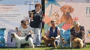 02.08.2025, СПб. Клуб "Классика-1" (РКФ, РФСС). Выставка собак всех пород "ВСТРЕЧА ДРУЗЕЙ" (CAC, ЧФ)