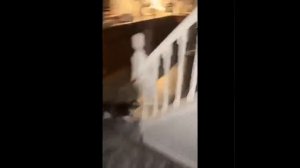 Видео от МЯУтаверс – как метавселенная, но с котами