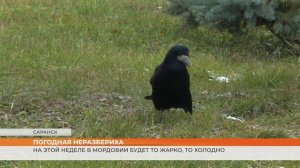 Прогноз погоды в Мордовии на неделю