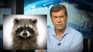 🔴Олег Царёв🔴ВАШЕ МНЕНИЕ?🙂🔴