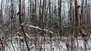 Прогулка #34   15.11.2025